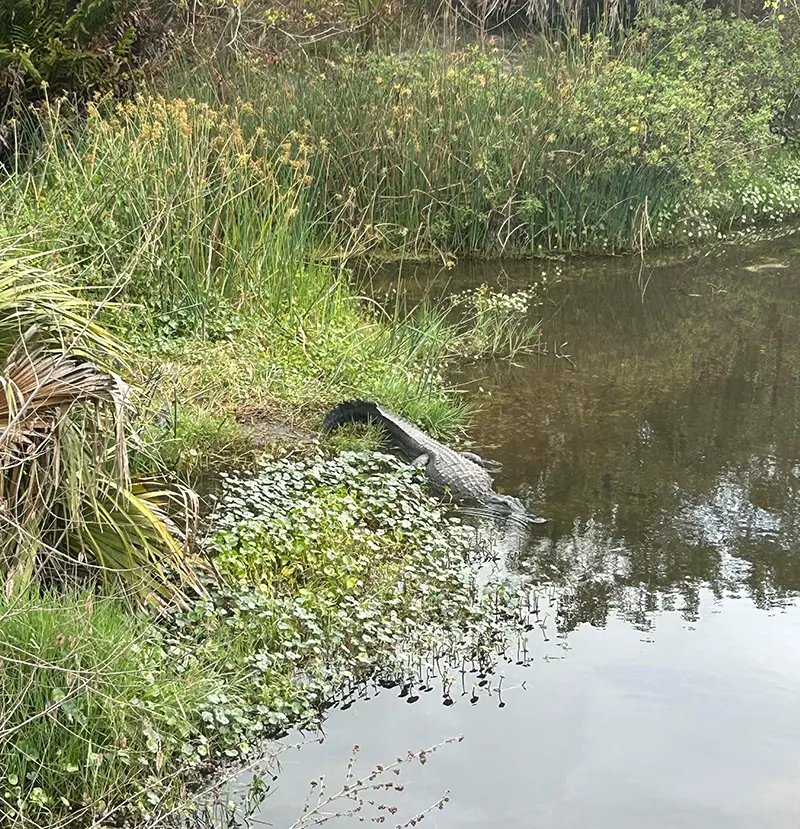 Aligator studietur hovedforløb Florida Landmand